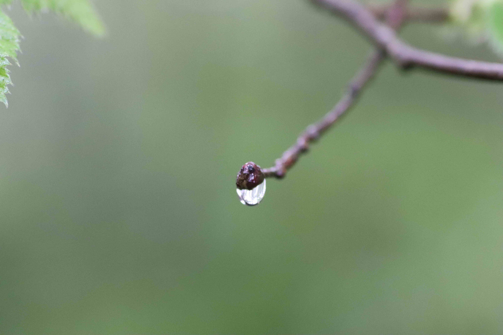 Tamron SP AF 90mm F2.8 Di Macro sample photo. Water droplet photography