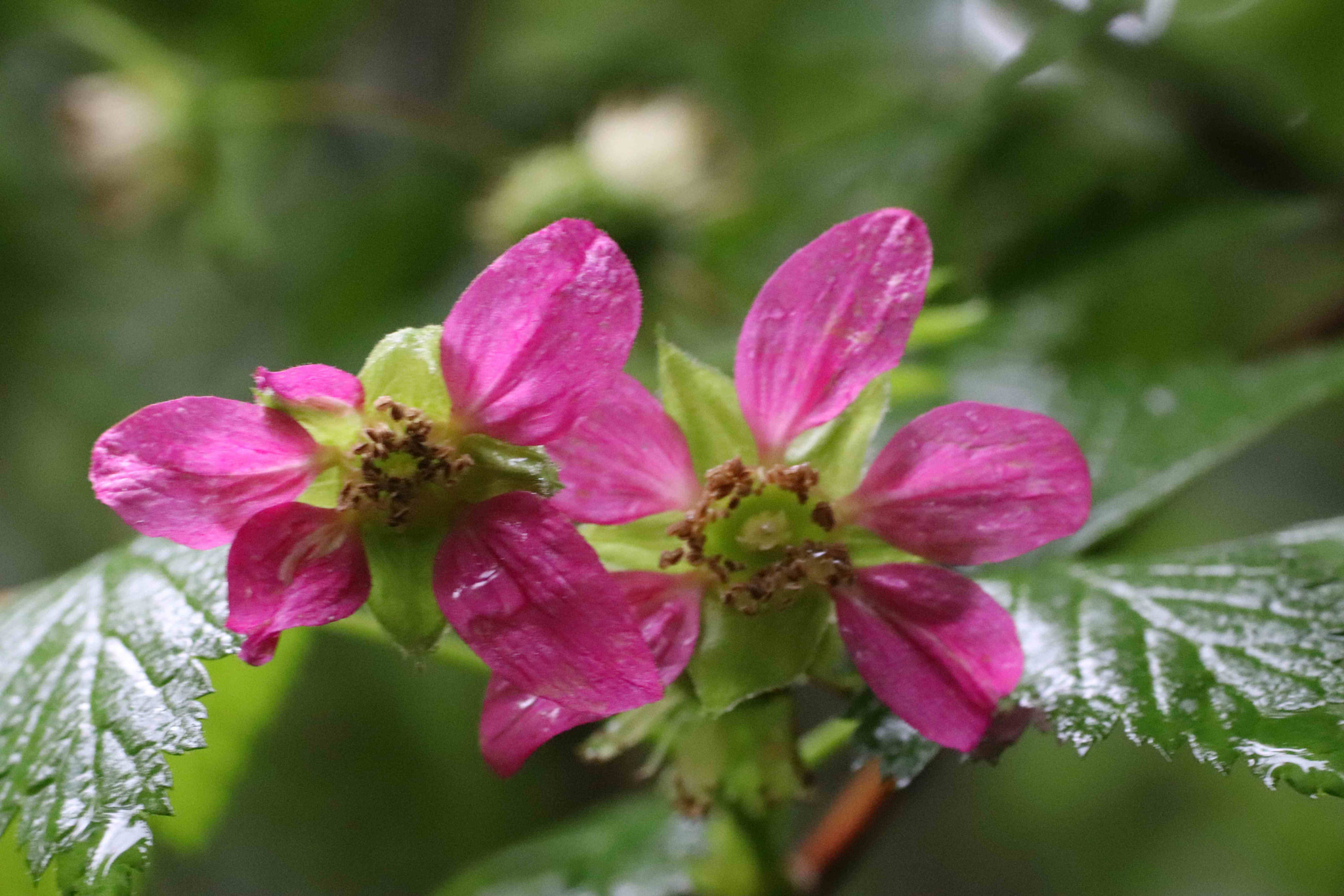 Canon EOS 200D (EOS Rebel SL2 / EOS Kiss X9) + Tamron SP AF 90mm F2.8 Di Macro sample photo. Wet salmon berry flowers photography