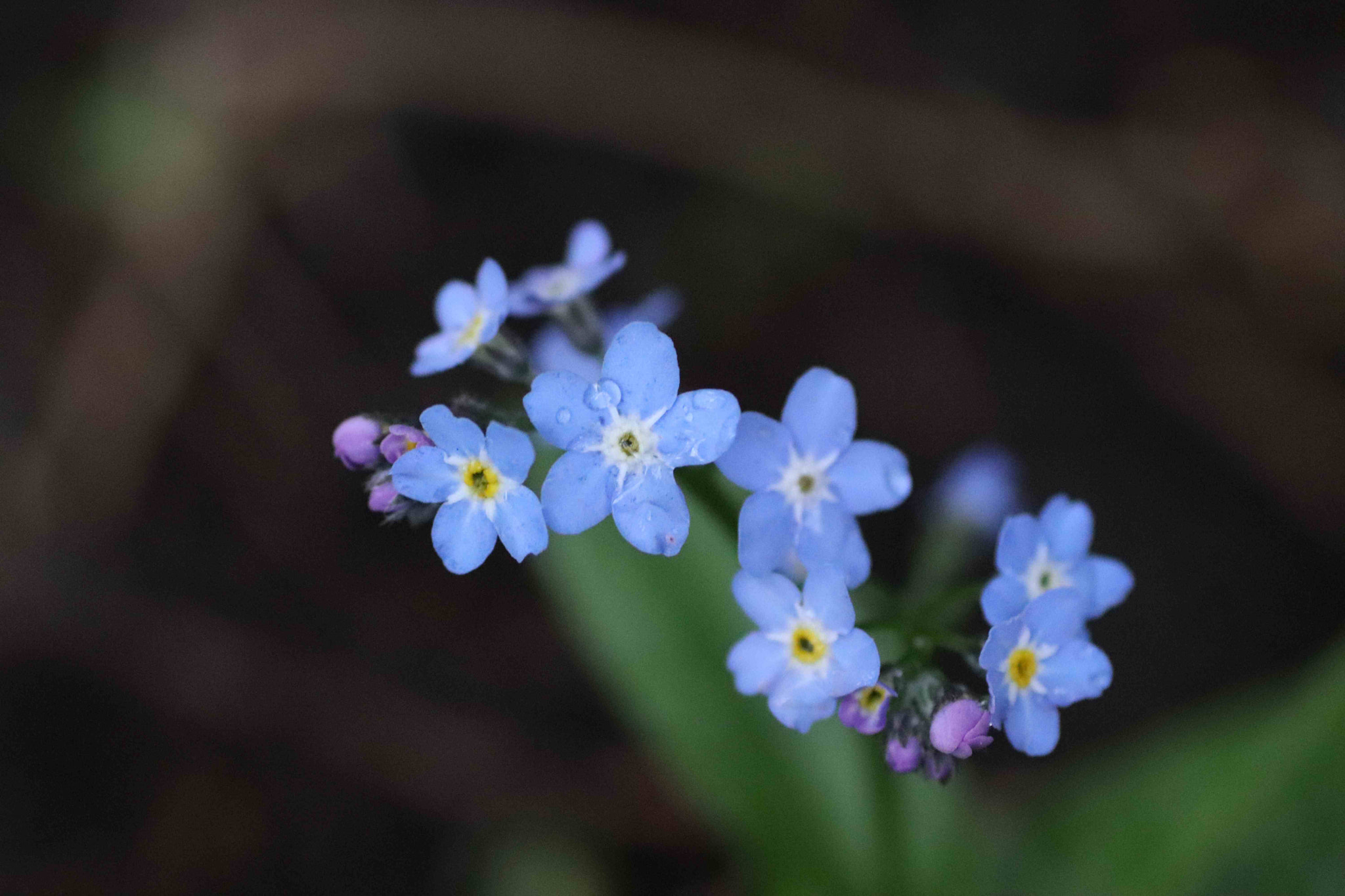 Canon EOS 200D (EOS Rebel SL2 / EOS Kiss X9) + Tamron SP AF 90mm F2.8 Di Macro sample photo. Wood forget me not photography