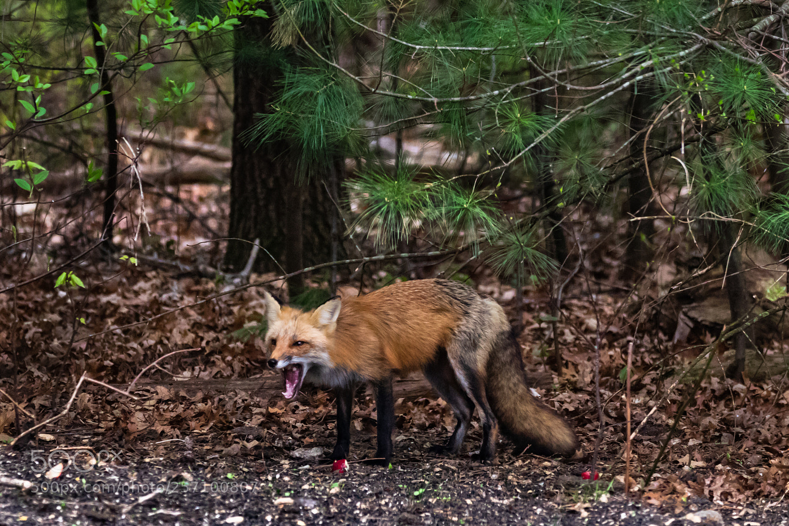 Canon EOS 7D Mark II sample photo. Fox eating a piece photography