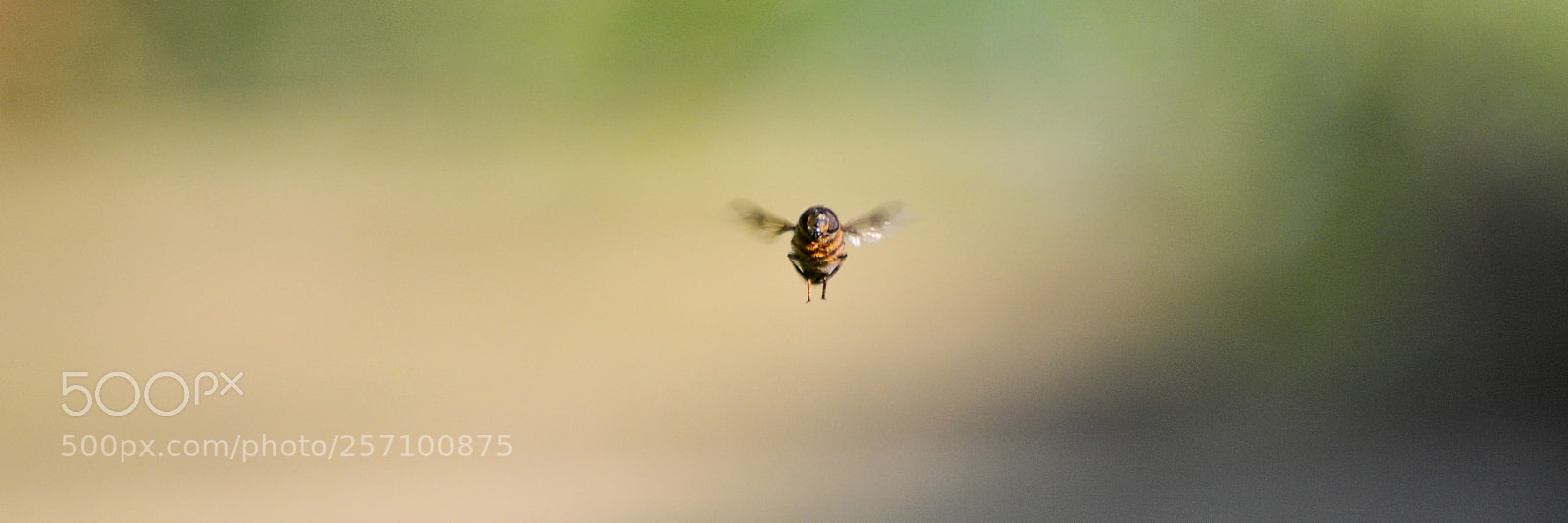Nikon D3200 sample photo. Hoverfly hovering photography
