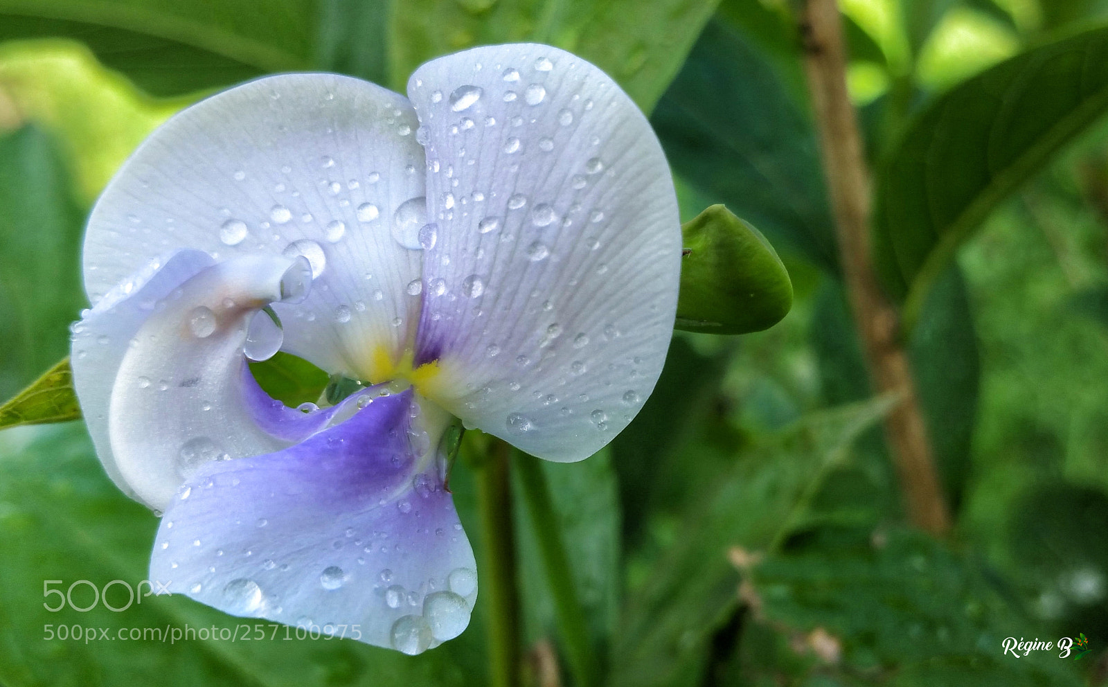 Samsung Galaxy Note4 sample photo. Weeds with a beautiful photography