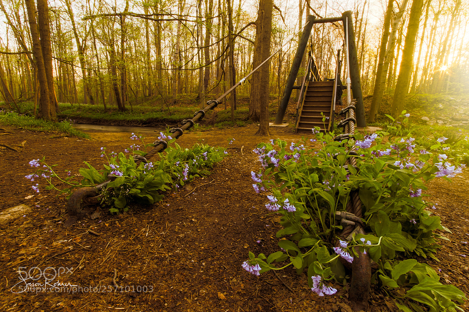 Canon EOS 7D Mark II sample photo. Bridge to the bluebells photography