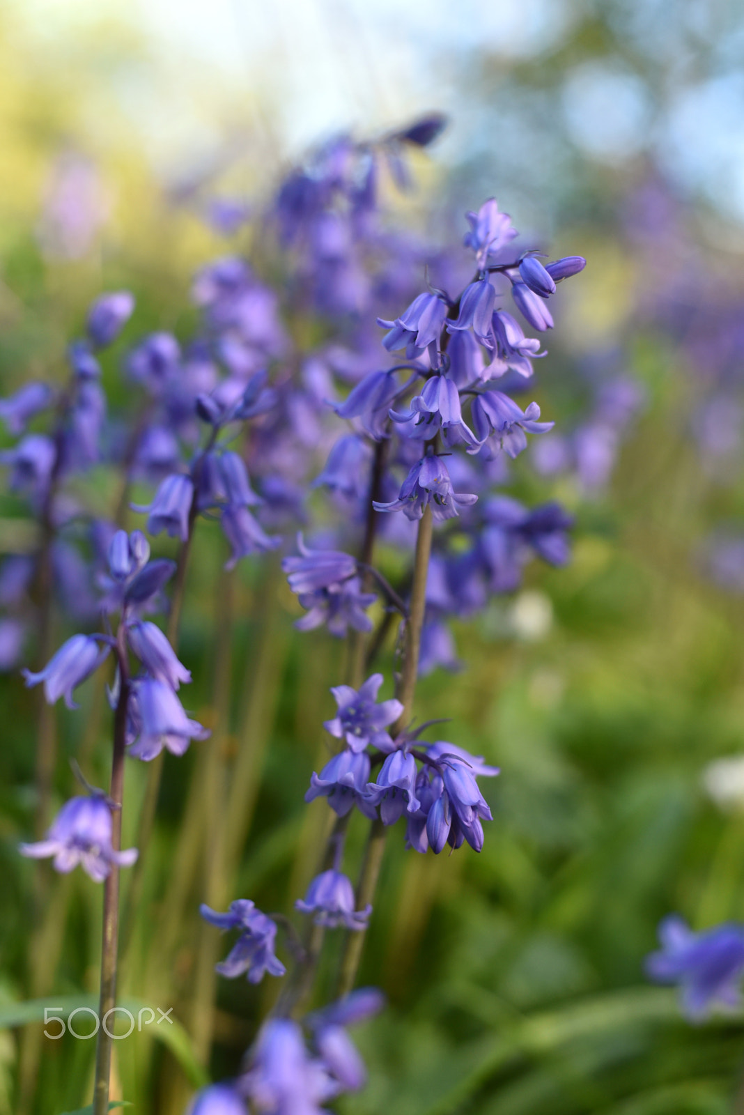 Nikon AF Nikkor 50mm F1.4D sample photo. Bluebells in the evening sun photography