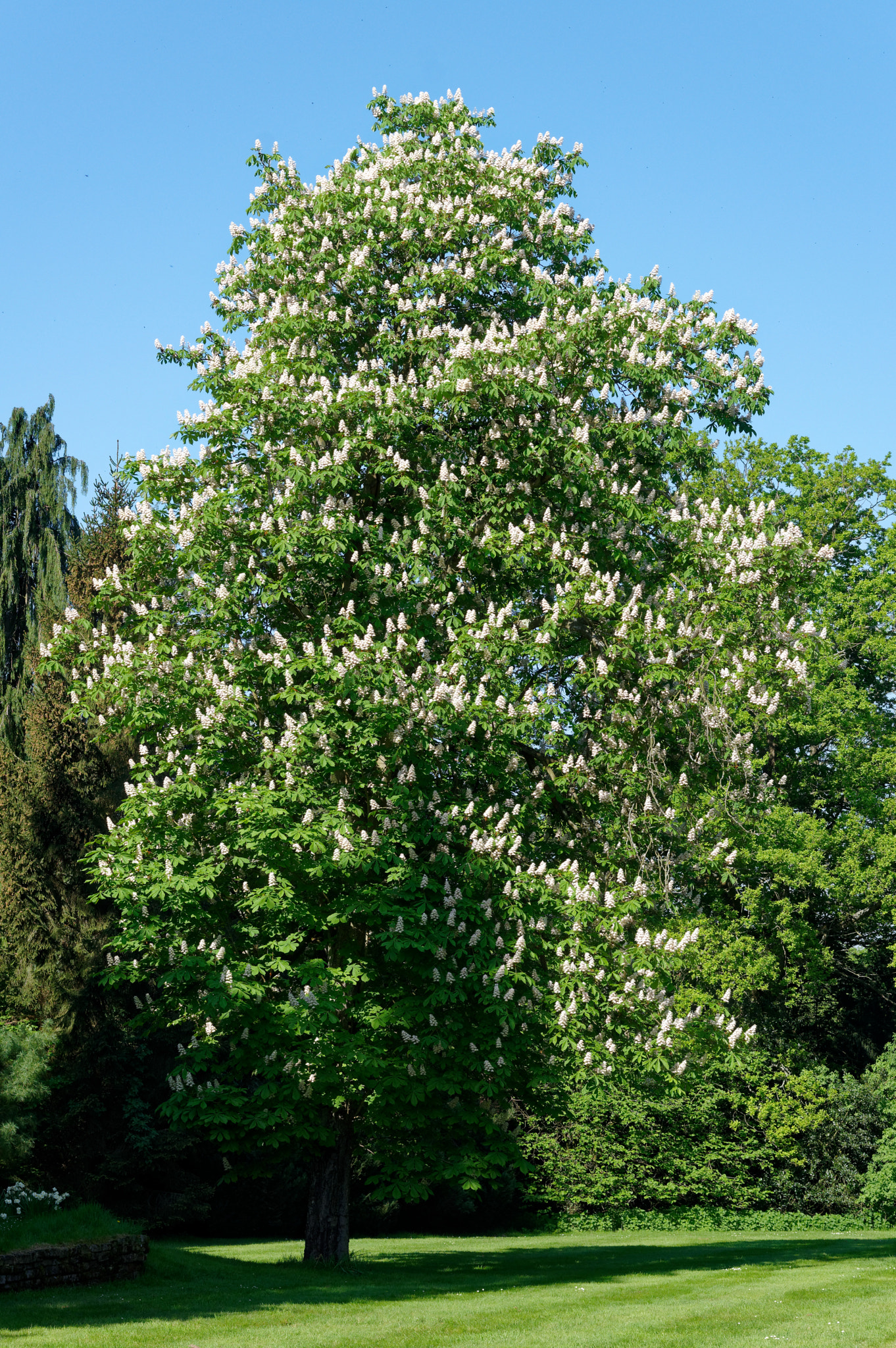 Pentax K-3 II sample photo. Pentax k3 11 ,50mm macro . horse chestnut. photography