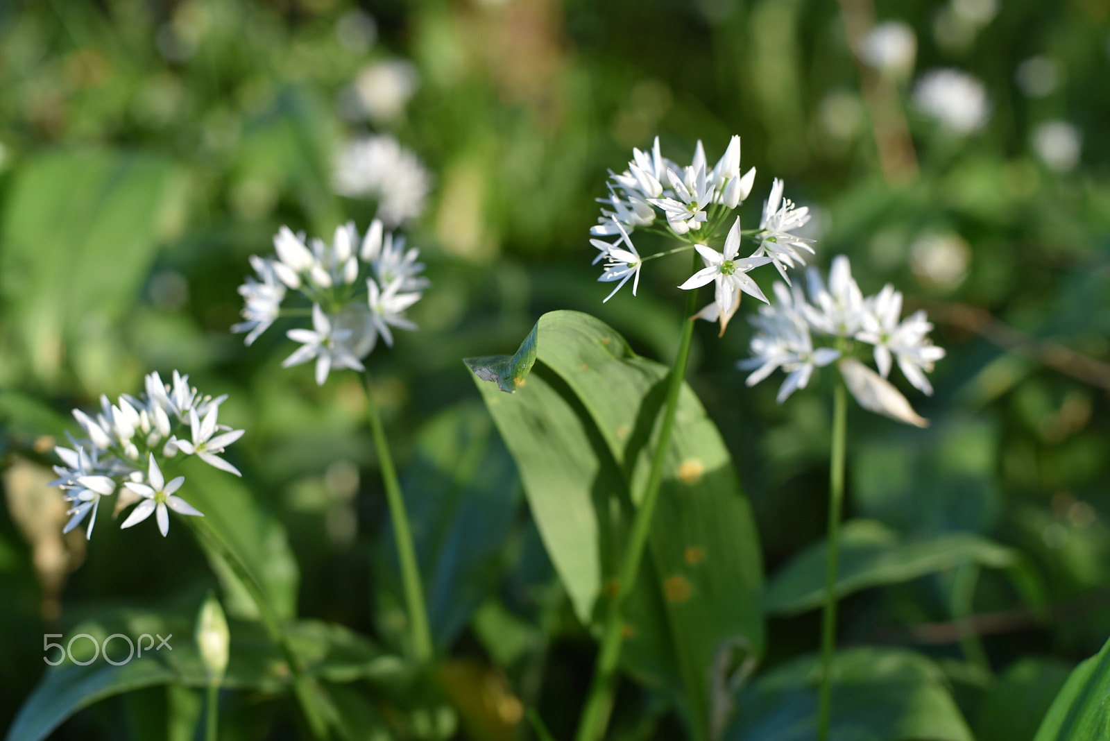 Nikon D750 + Nikon AF Nikkor 50mm F1.4D sample photo. Wild garlic photography