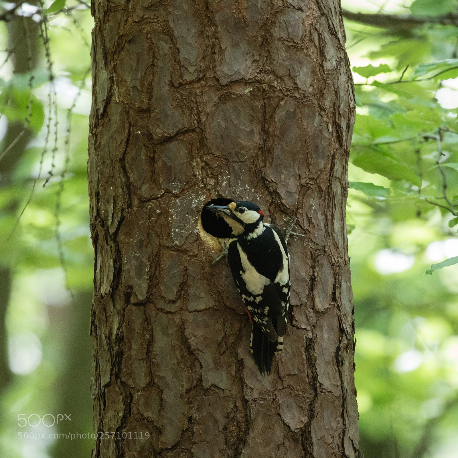Canon EOS 5D Mark IV sample photo. Spotted woodpecker photography