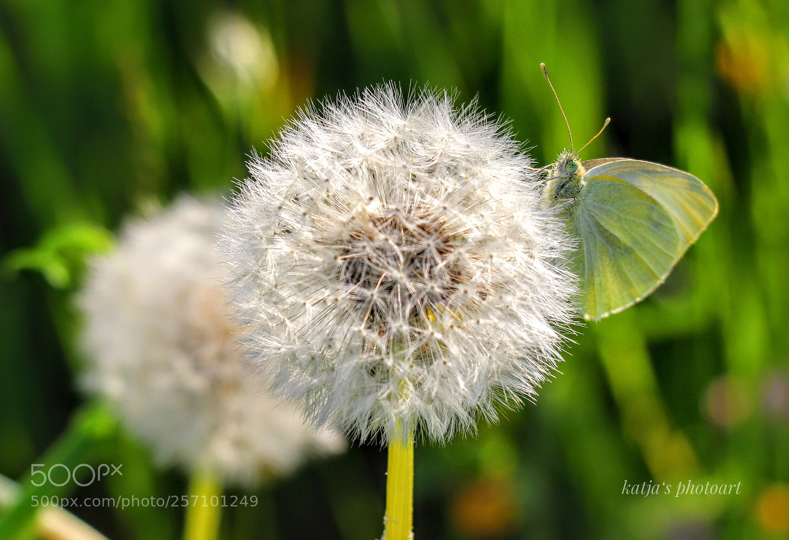 Canon EOS 80D sample photo. Schmetterling mit pusteblume  photography