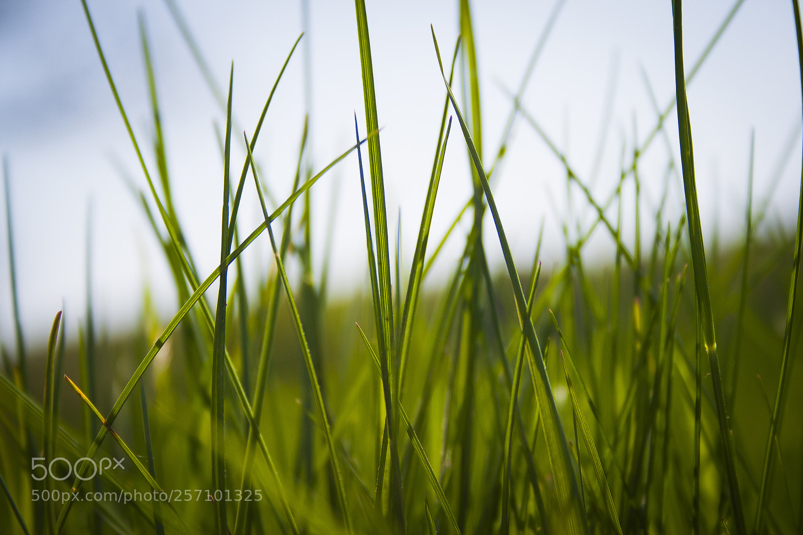 Canon EOS 400D (EOS Digital Rebel XTi / EOS Kiss Digital X) sample photo. The spring grass photography