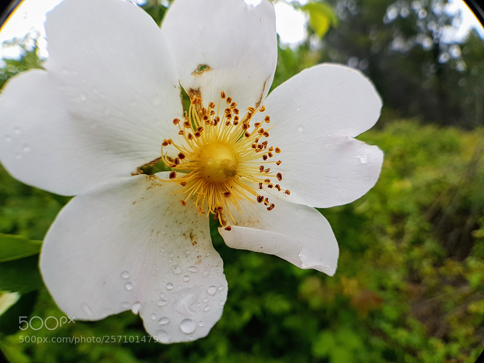 Samsung Galaxy S7 sample photo. White flower photography