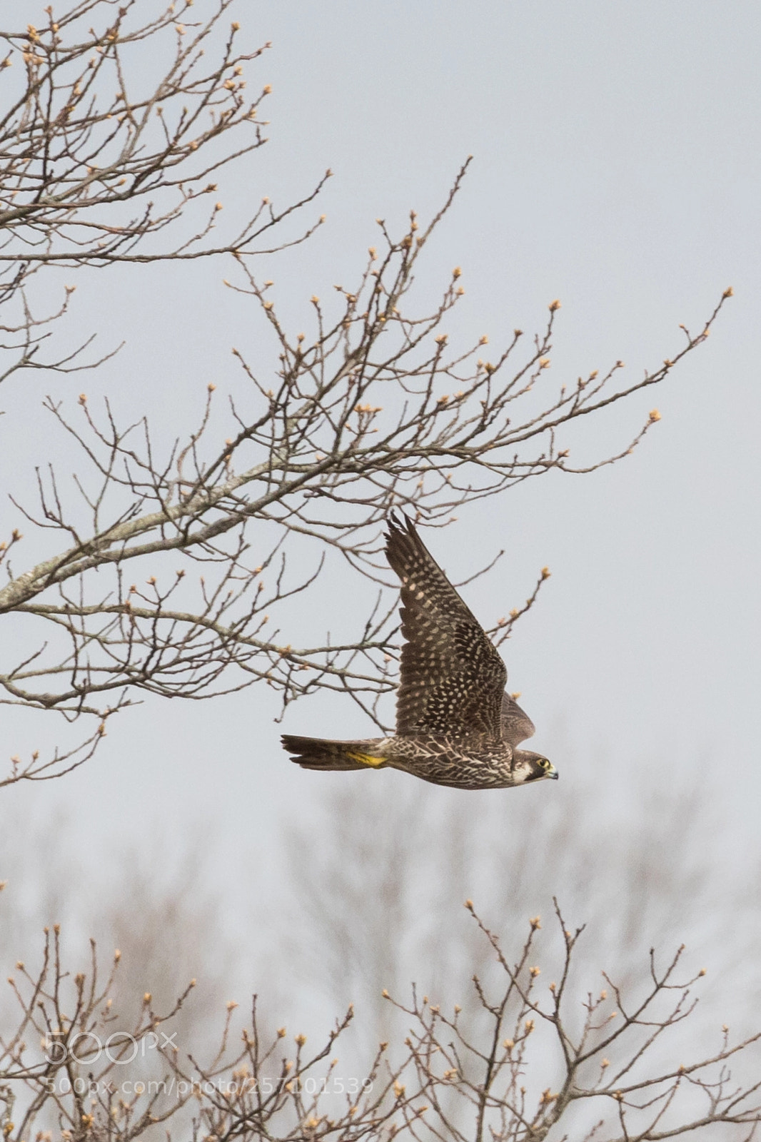 Canon EOS 7D Mark II sample photo. Peregrine falcon photography