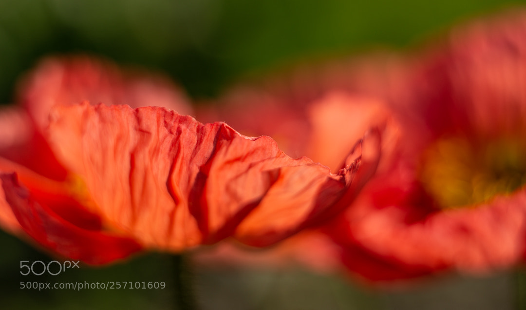 Canon EOS 6D sample photo. Untitled photography