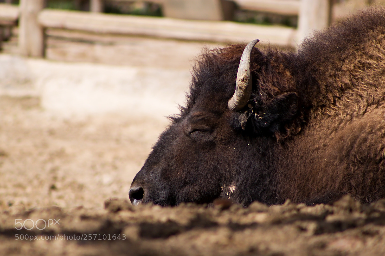 Canon EOS 500D (EOS Rebel T1i / EOS Kiss X3) sample photo. American bison photography