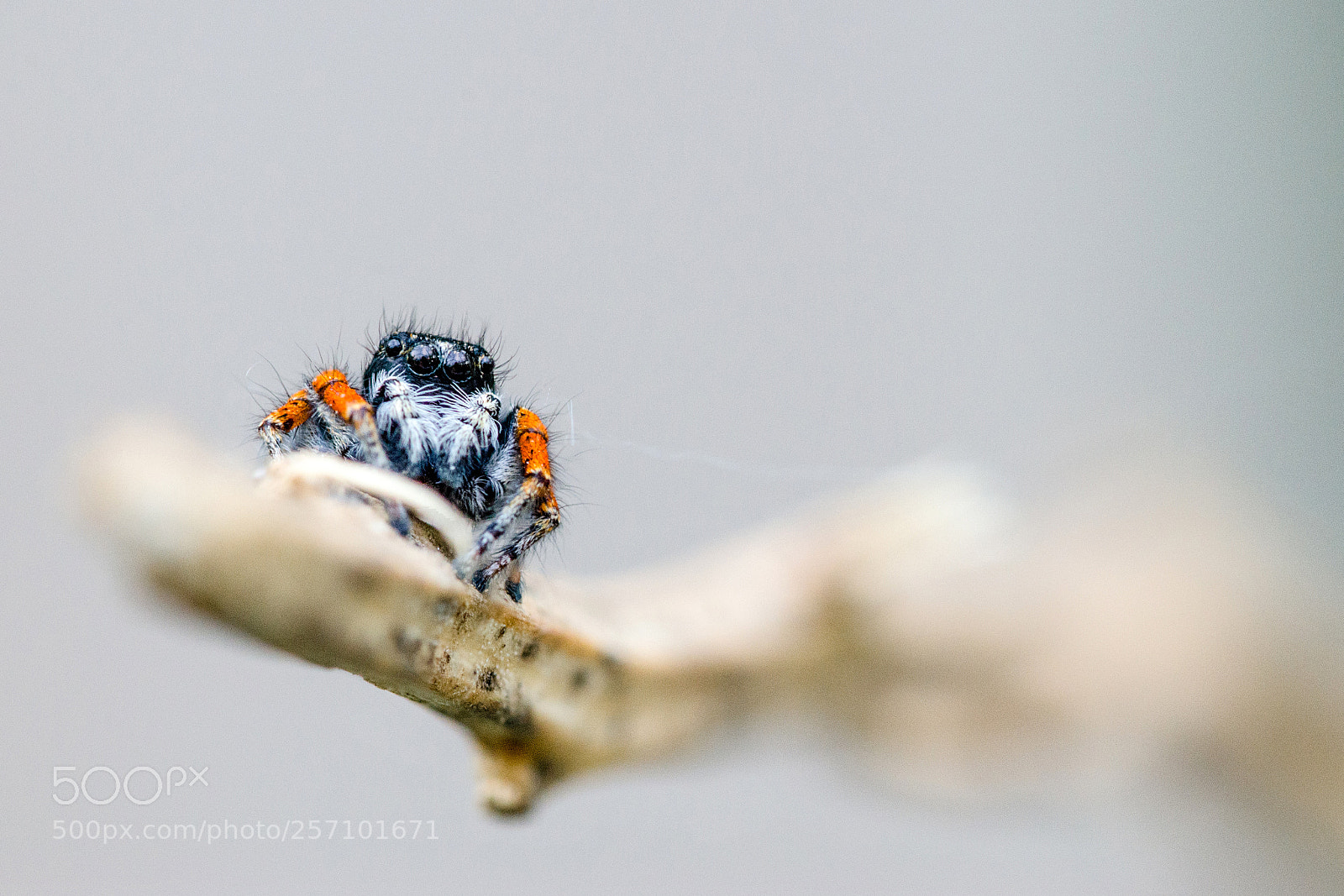 Nikon D7000 sample photo. 08052018_1-2.jpg photography