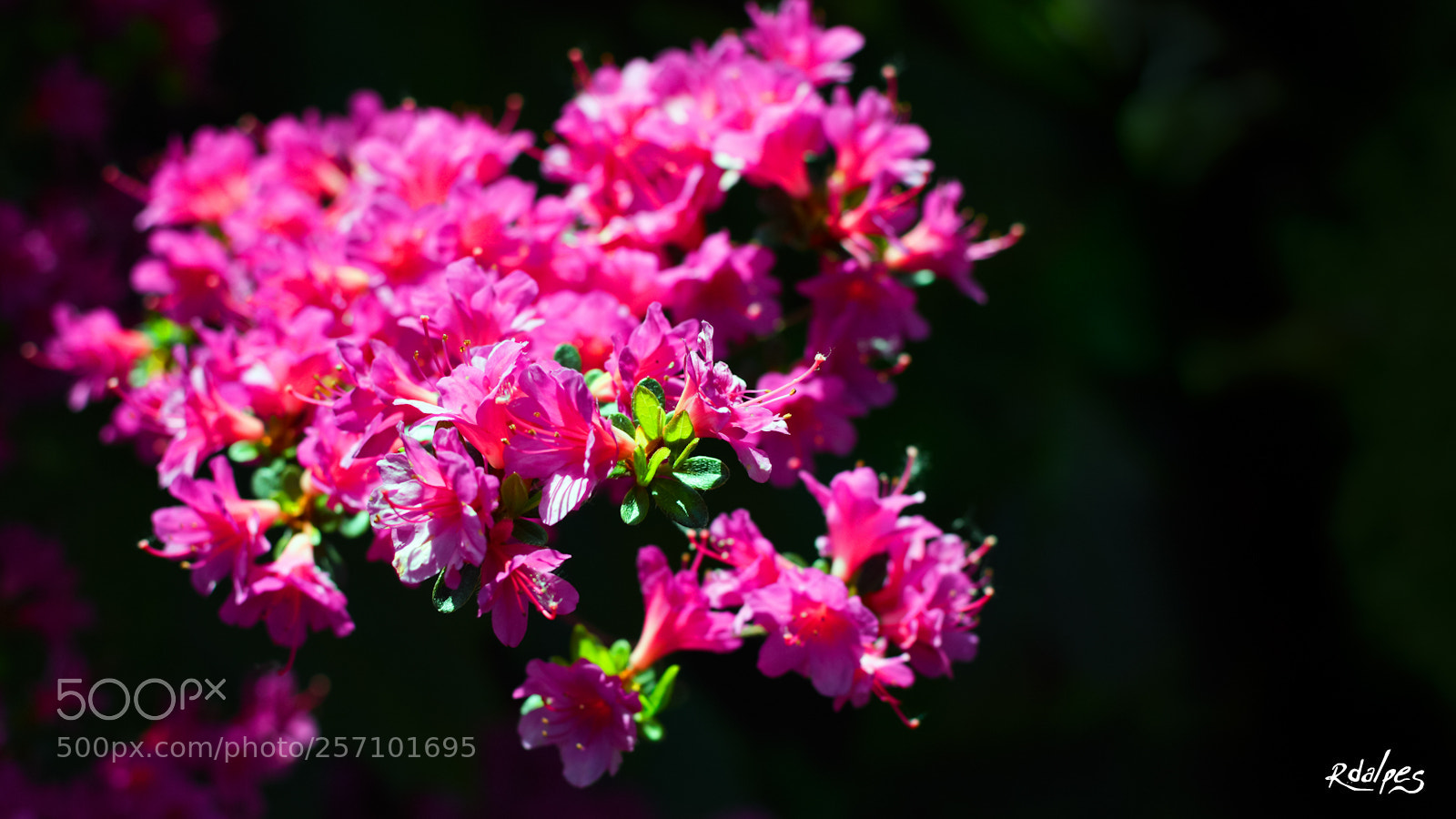 Nikon D3200 sample photo. Grappe photography