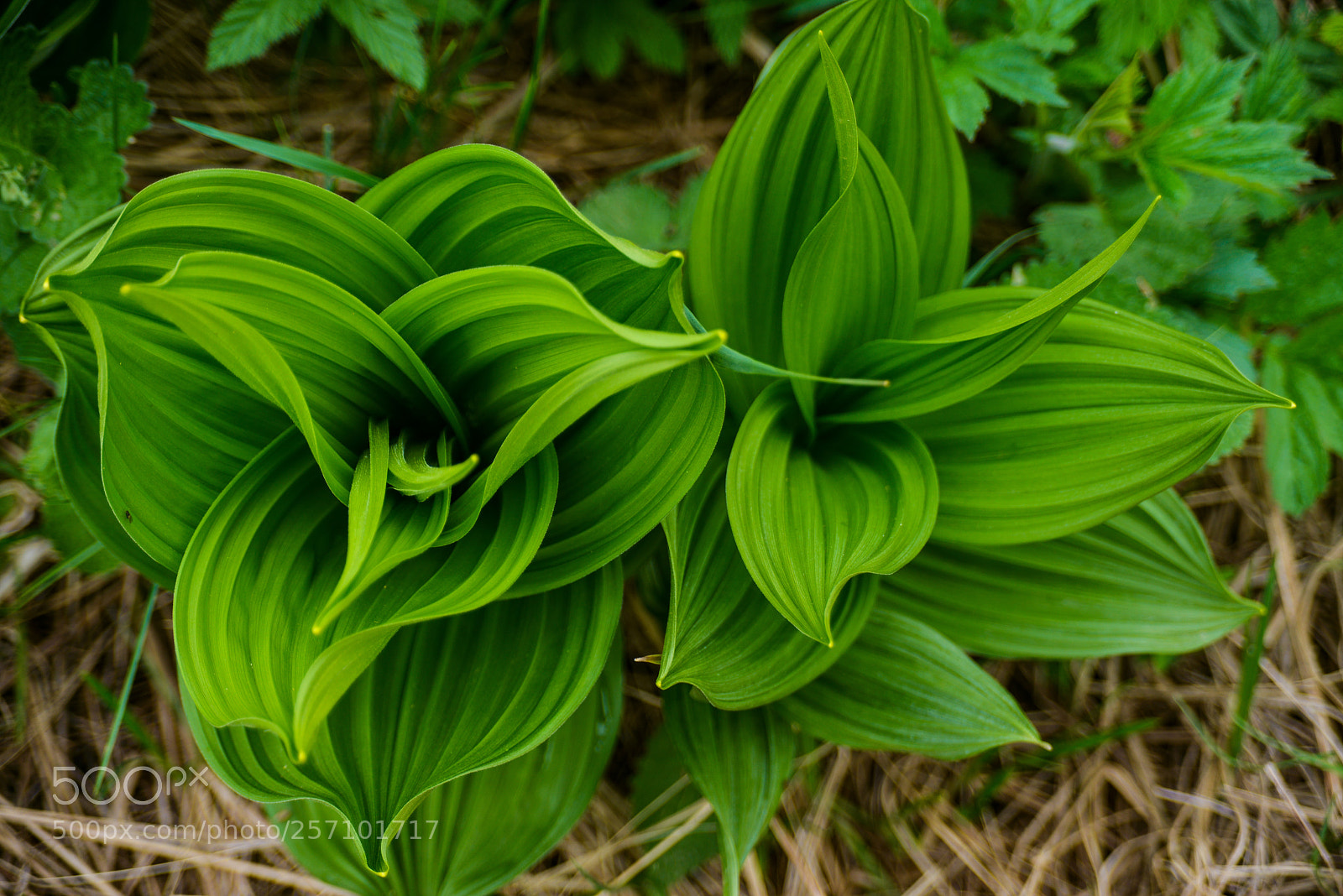 Nikon D800 sample photo. Untitled photography