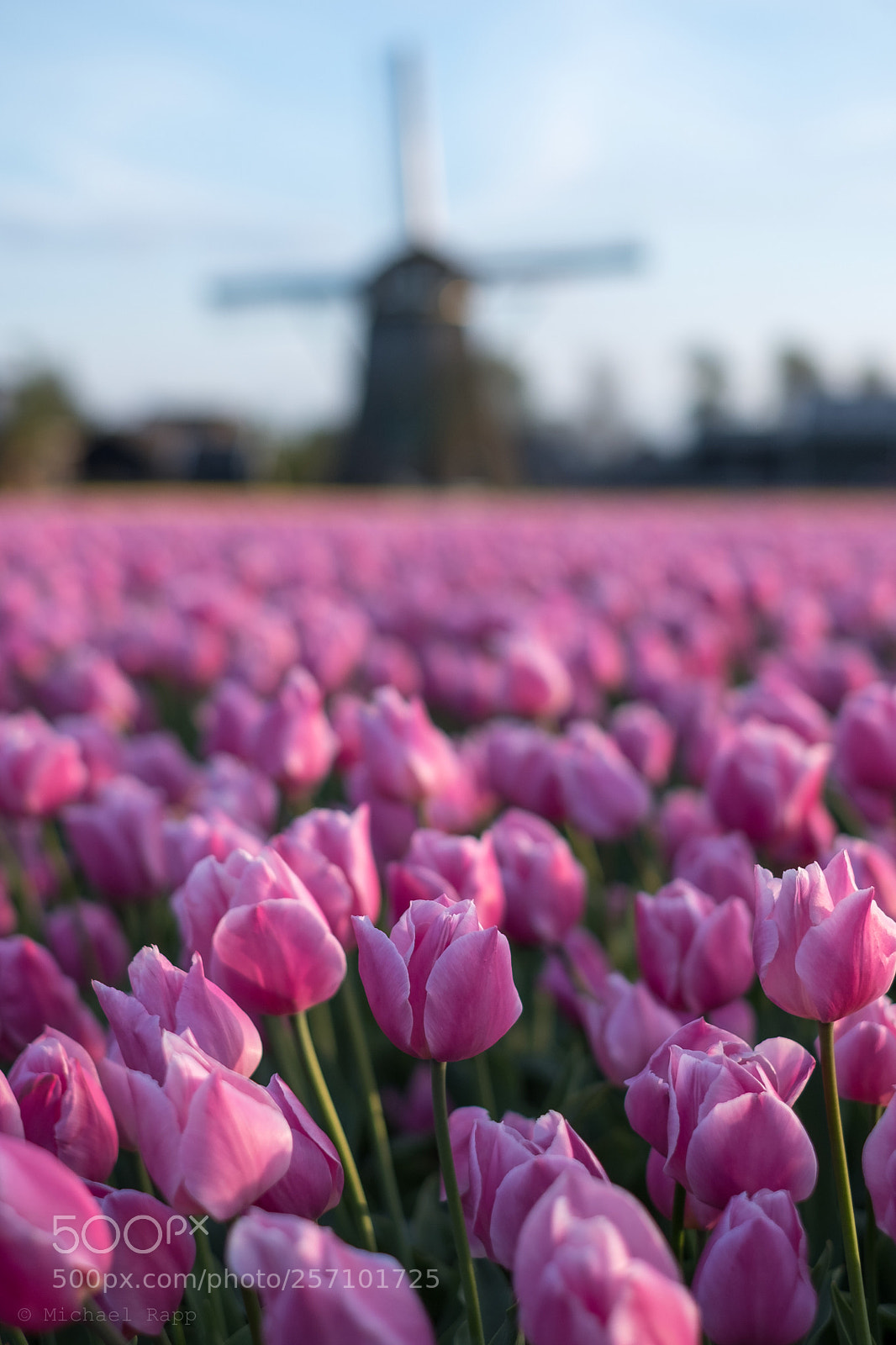 Fujifilm X-T2 sample photo. Tulips  photography