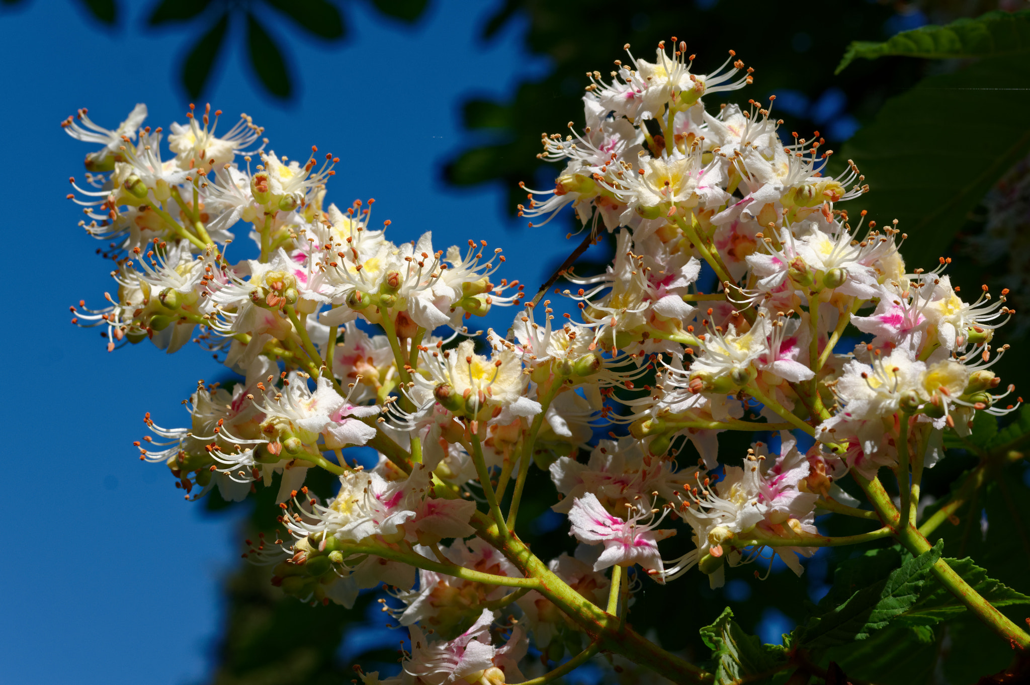 Pentax smc D-FA 50mm F2.8 Macro sample photo. Pentax k3 11 ,50mm macro . horse chestnut. photography