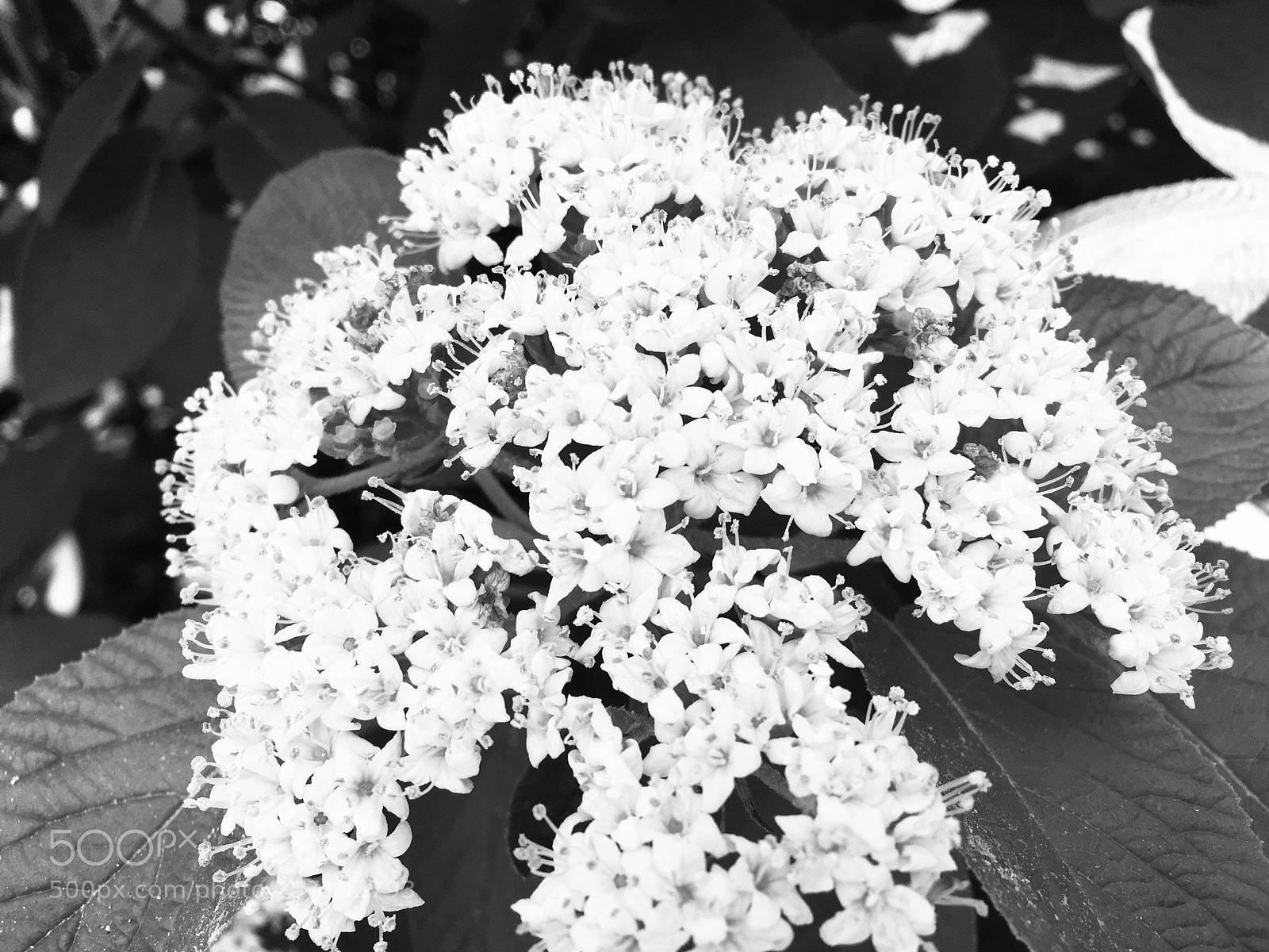 Apple iPhone SE sample photo. Untitled photography
