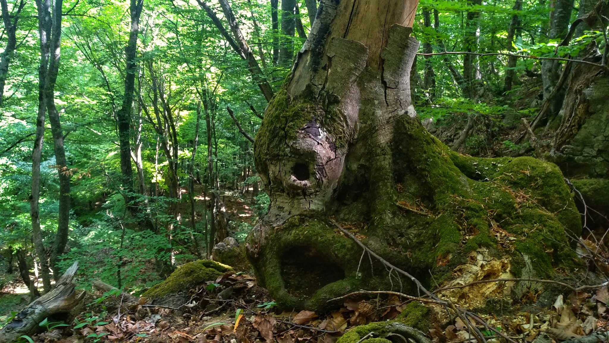 Xiaomi MI MAX 2 sample photo. The kingdom of the forest photography