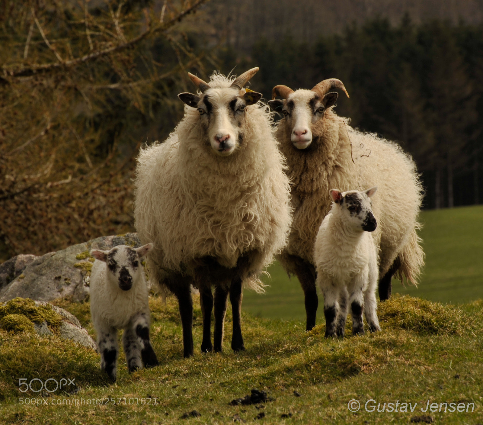 Nikon D700 sample photo. "wild sheep" tysland photography
