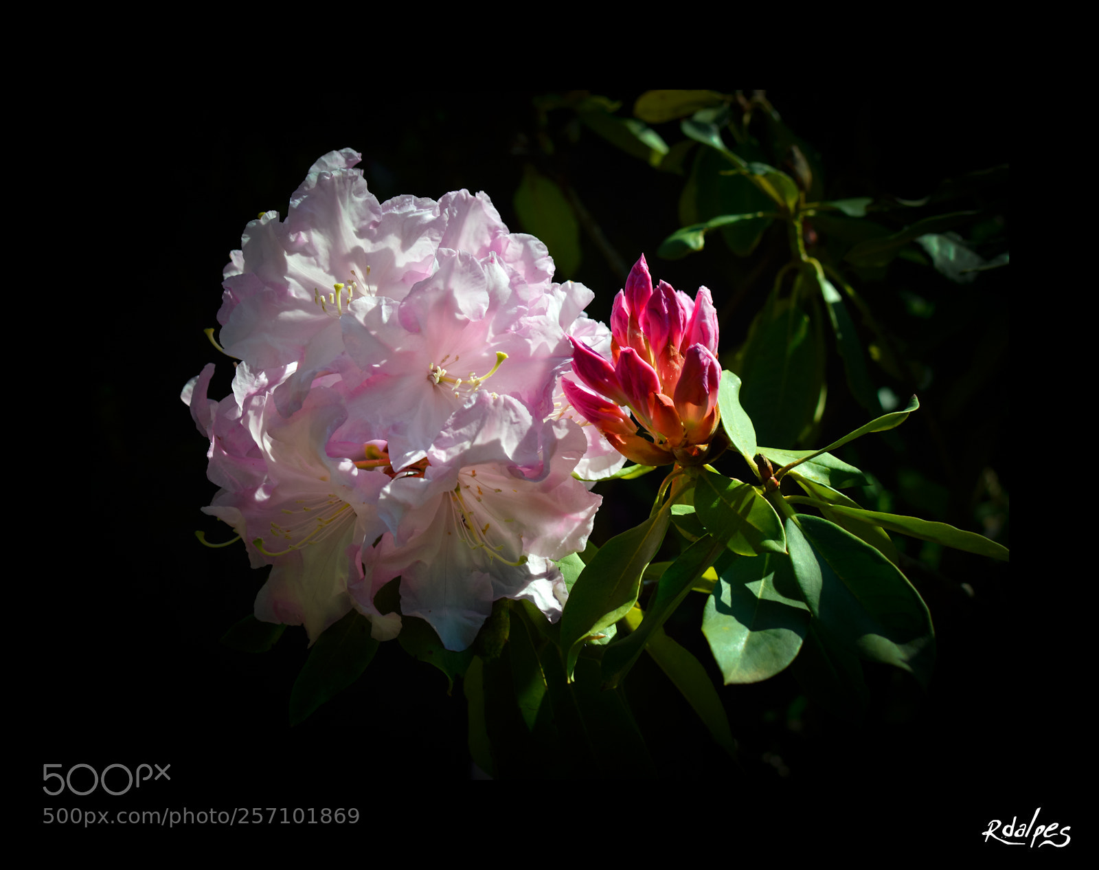 Nikon D3200 sample photo. Rose photography