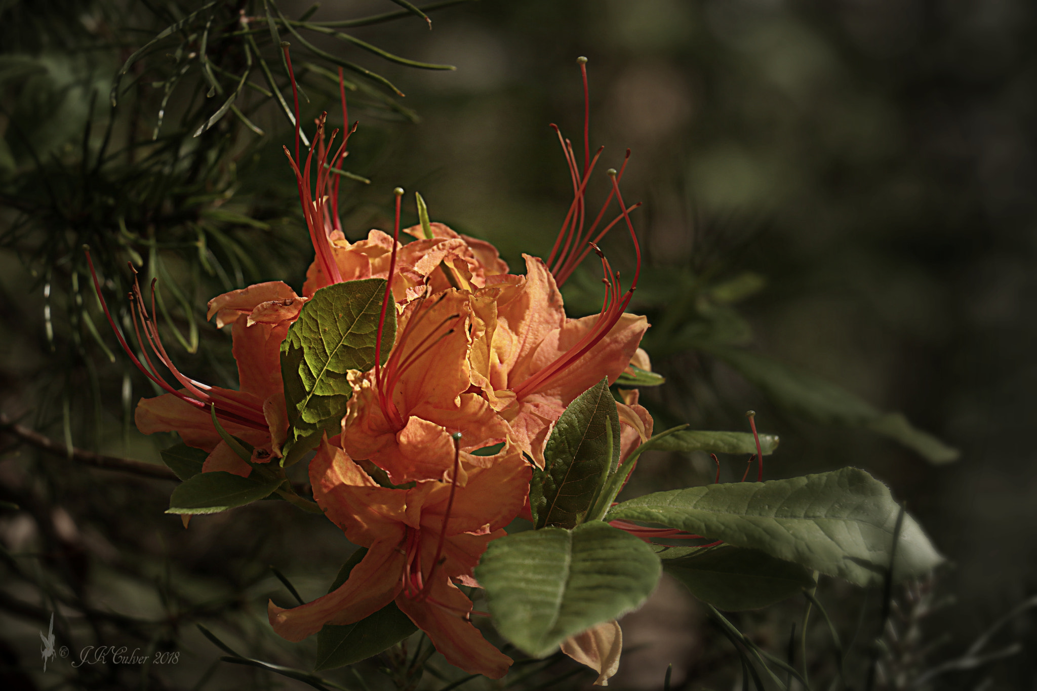 Canon EOS 77D (EOS 9000D / EOS 770D) sample photo. A spek of orange photography