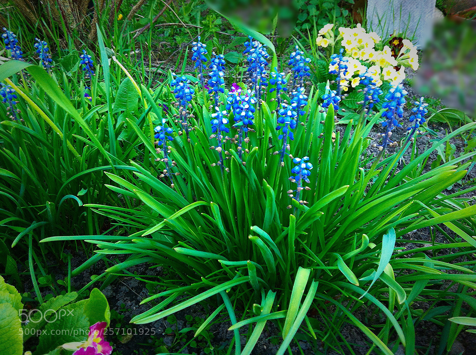 Apple iPhone 4 sample photo. Blue flowers photography