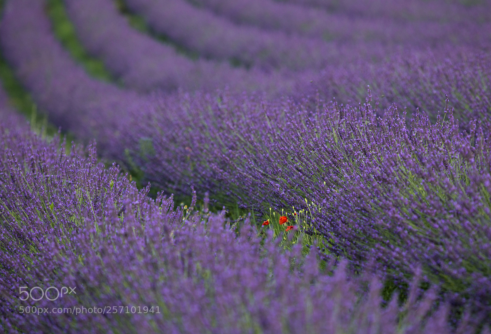 Canon EOS 6D sample photo. Lost poppy photography