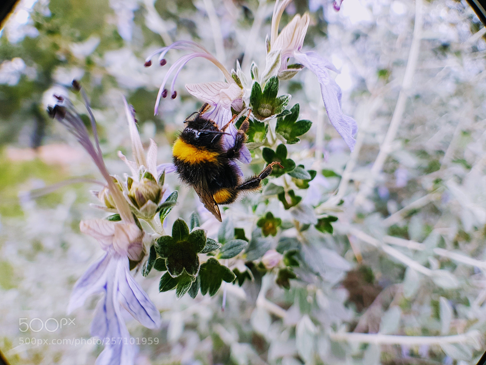 Samsung Galaxy S7 sample photo. Bee photography