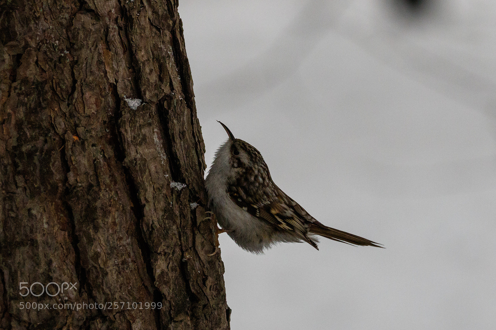 Canon EOS 7D Mark II sample photo. Treecreeper photography