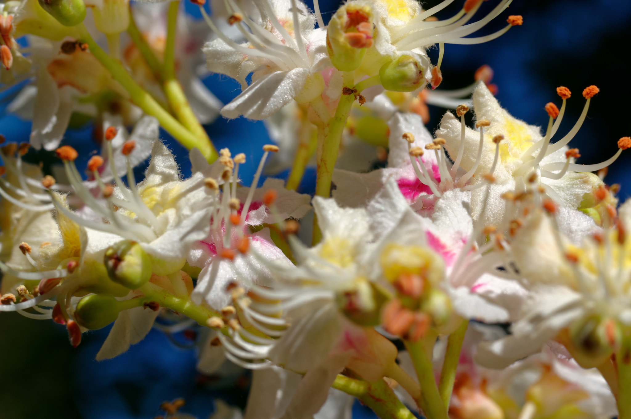 Pentax K-3 II + Pentax smc D-FA 50mm F2.8 Macro sample photo. Pentax k3 11 ,50mm macro . horse chestnut. photography