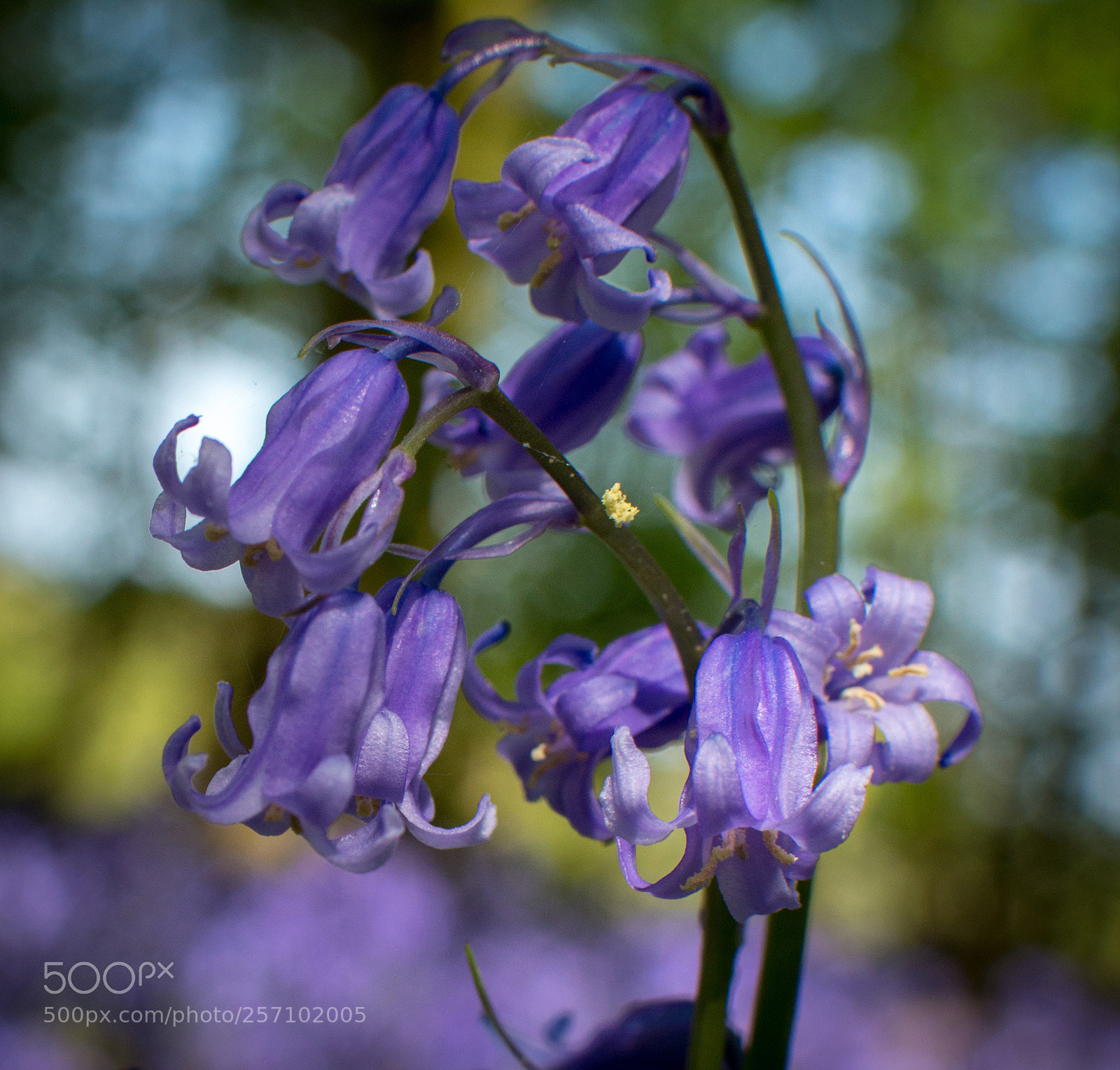 Nikon D3200 sample photo. Blue bells (hyacinthoides non-scripta) photography
