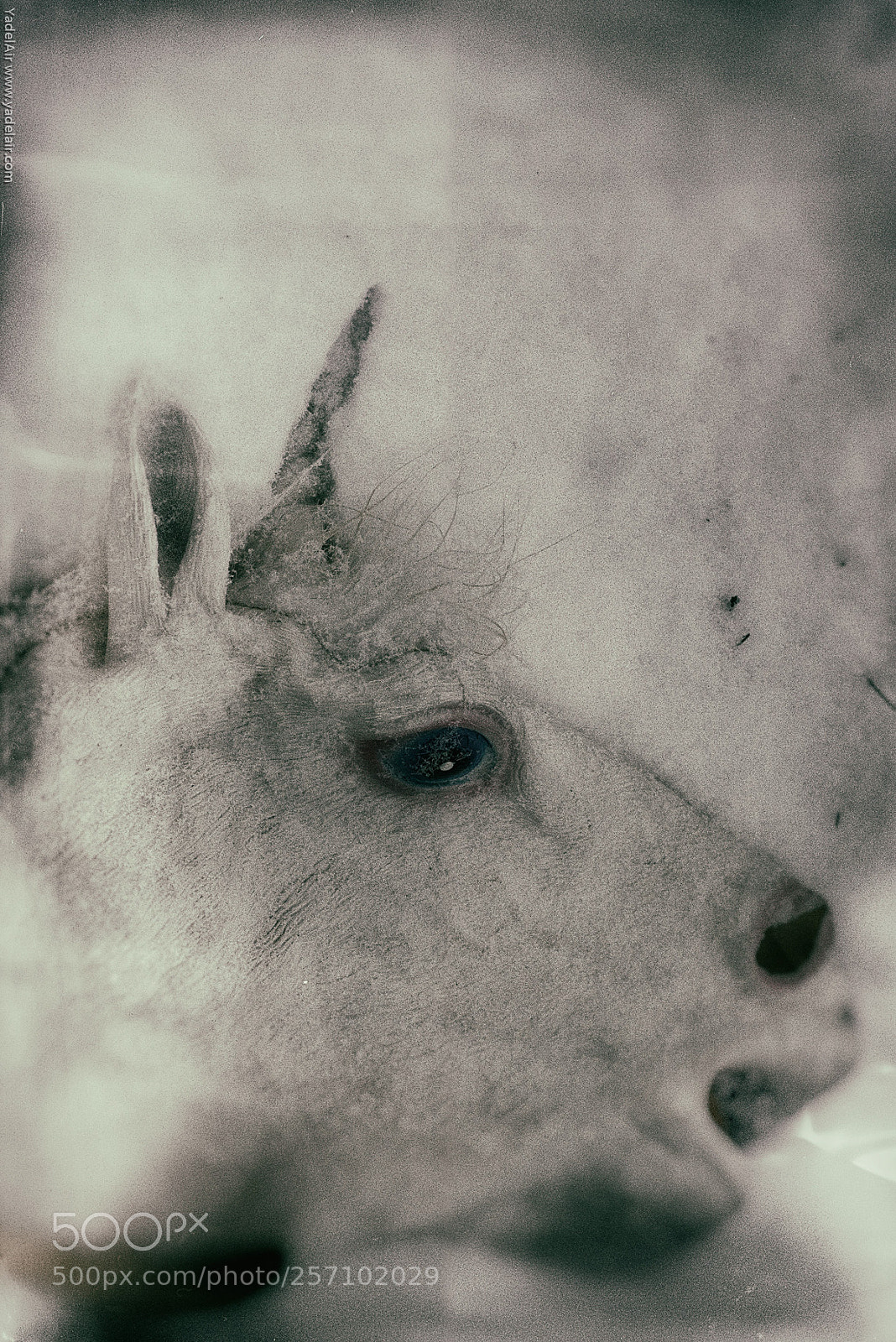 Nikon D750 sample photo. The last unicorn photography