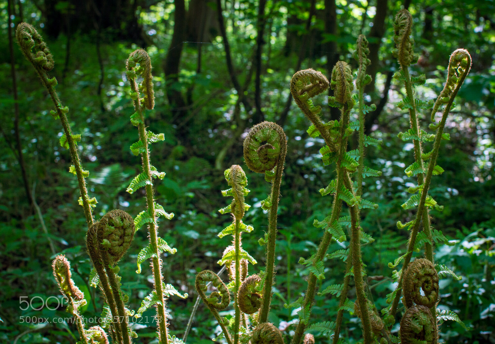 Nikon D3200 sample photo. Ferns new life blickling photography