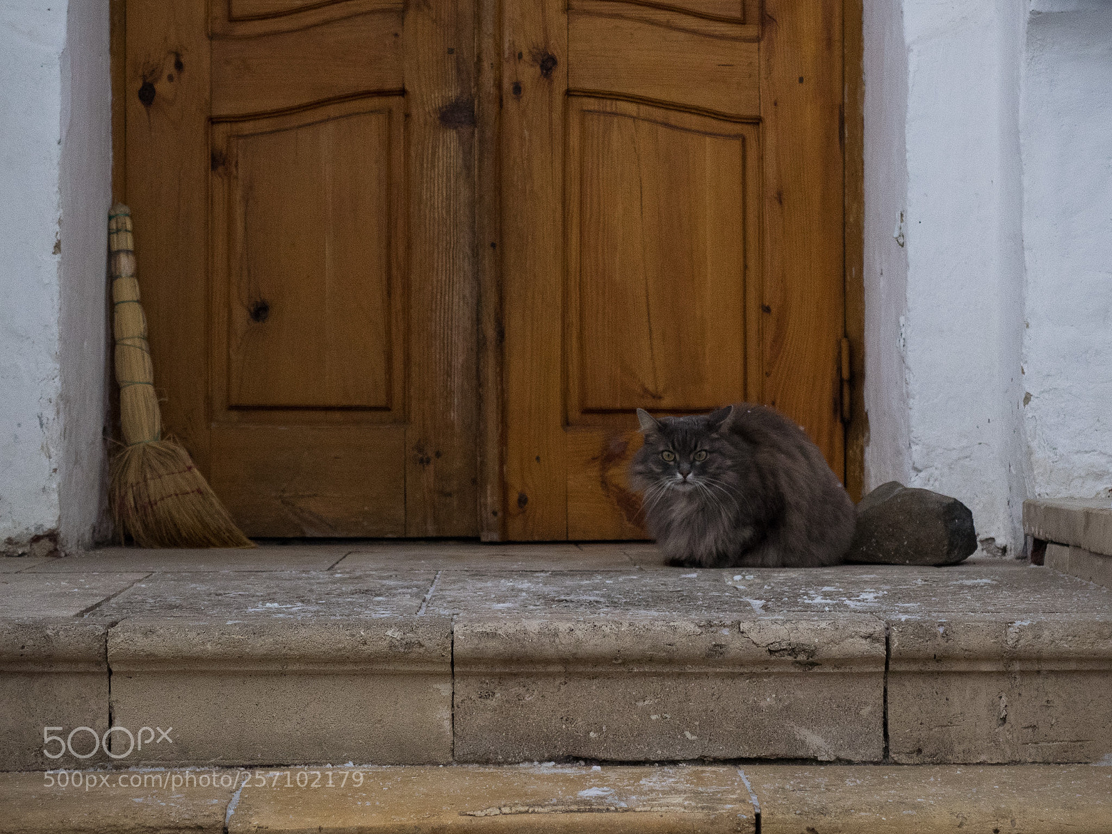 Olympus OM-D E-M1 sample photo. Church cat photography