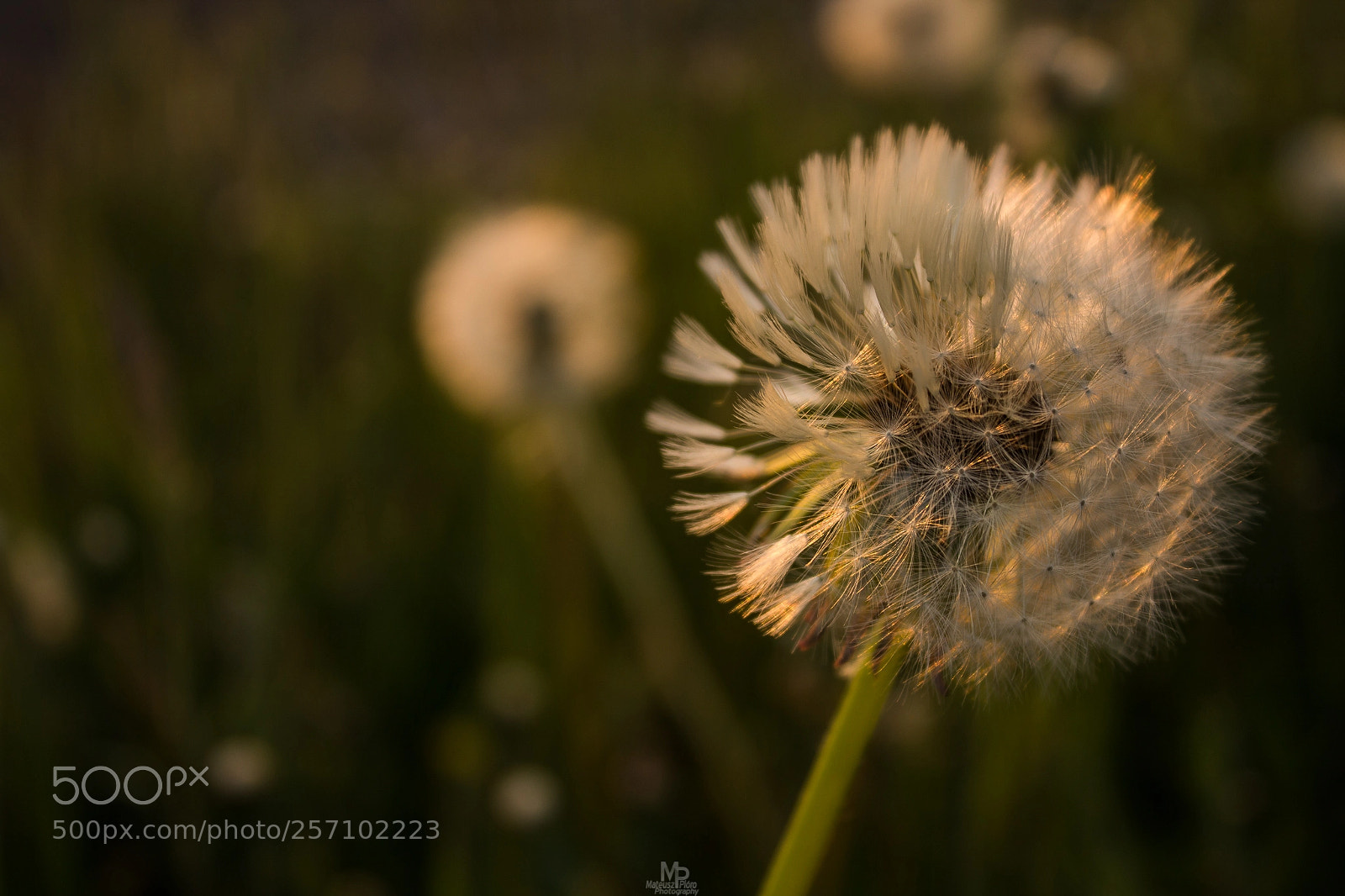 Canon EOS 1200D (EOS Rebel T5 / EOS Kiss X70 / EOS Hi) sample photo. Taraxacum officinale photography