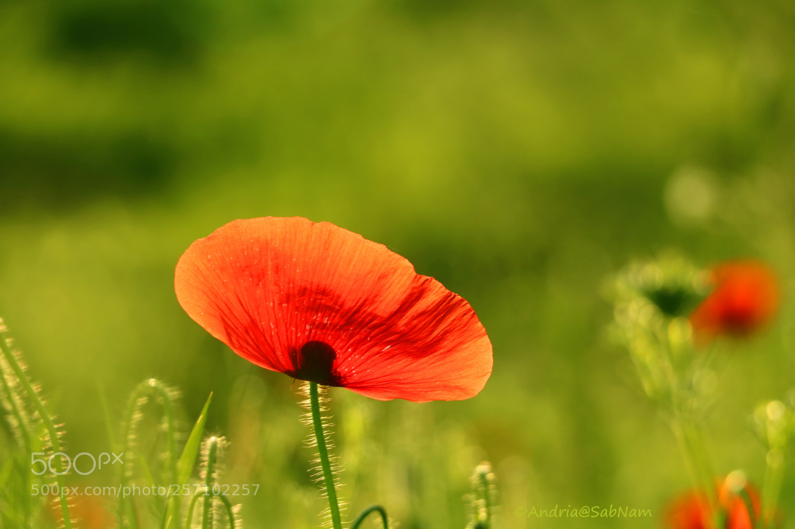 Canon EOS 750D (EOS Rebel T6i / EOS Kiss X8i) sample photo. Gentil coquelicot photography