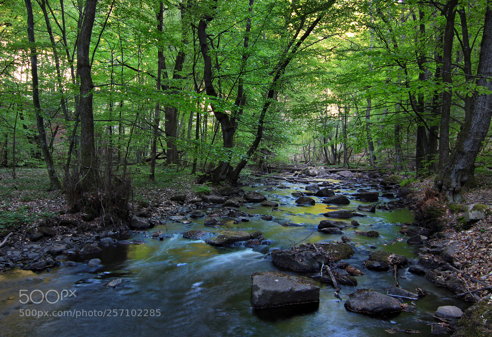 Canon EOS 50D sample photo. Springtime photography