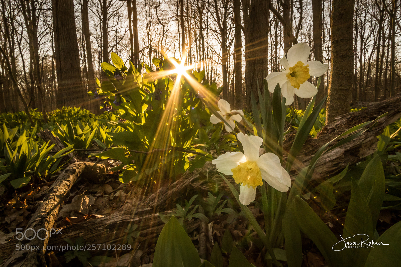 Canon EOS 7D Mark II sample photo. Daffodils at sunset photography
