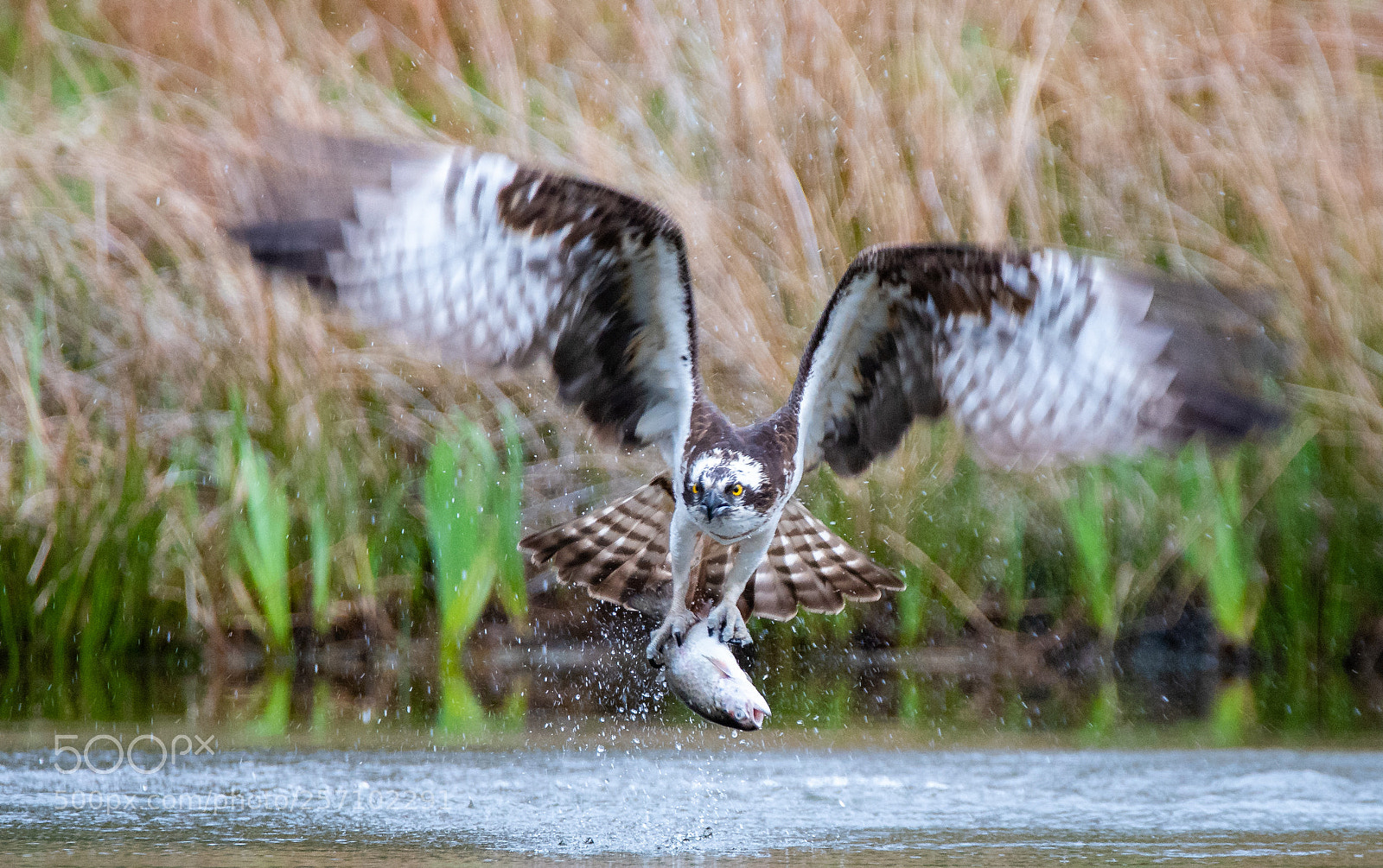 Nikon D750 sample photo. Osprey power photography