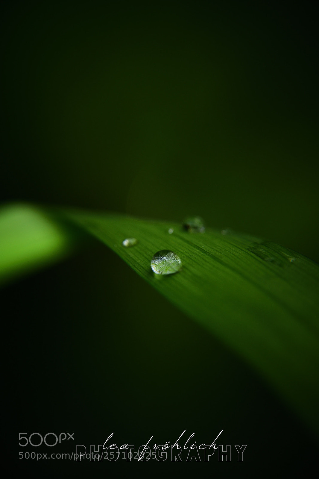 Nikon D5300 sample photo. Bubbly photography