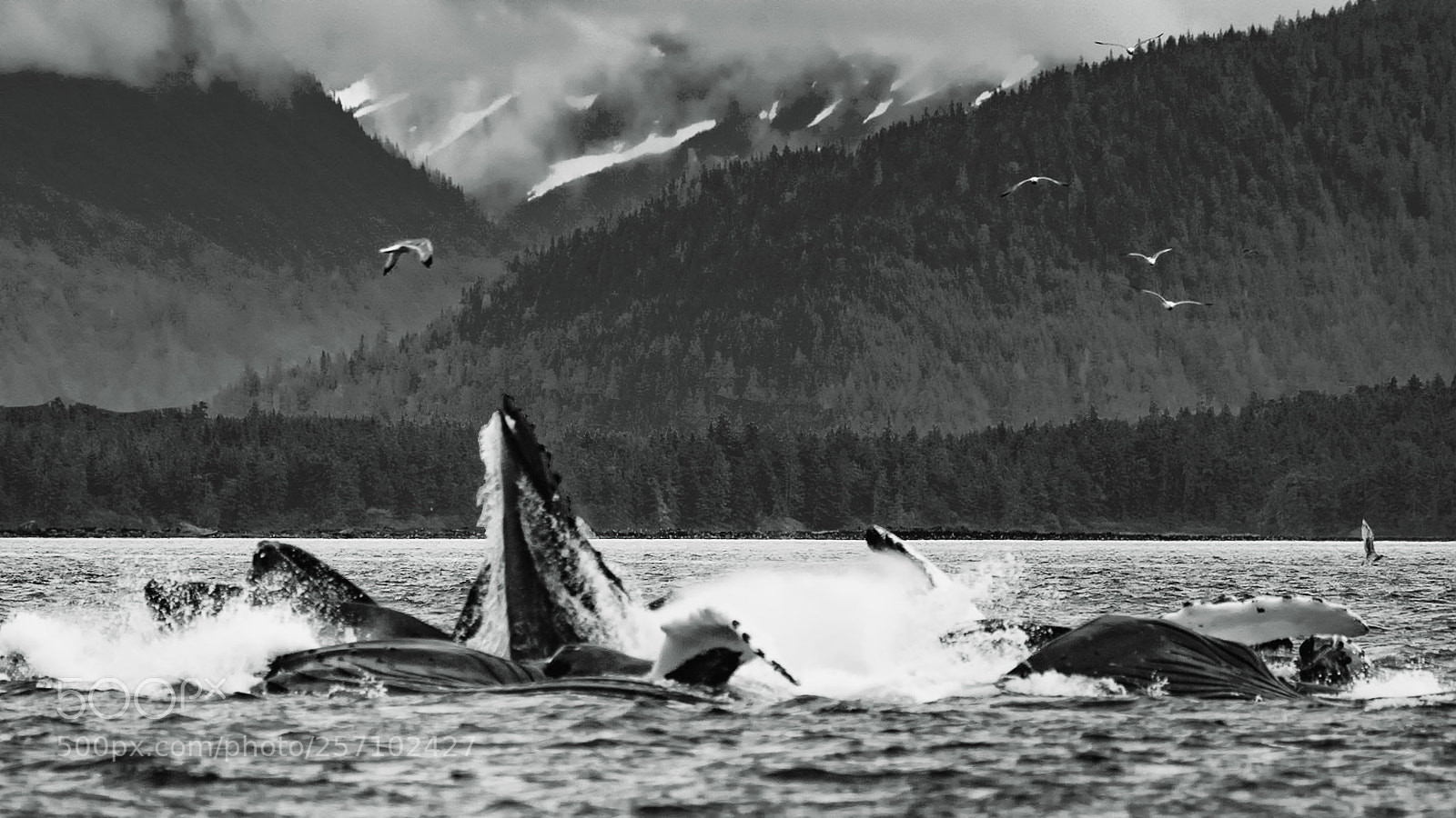 Nikon D7000 sample photo. Humpback whales in alaska photography