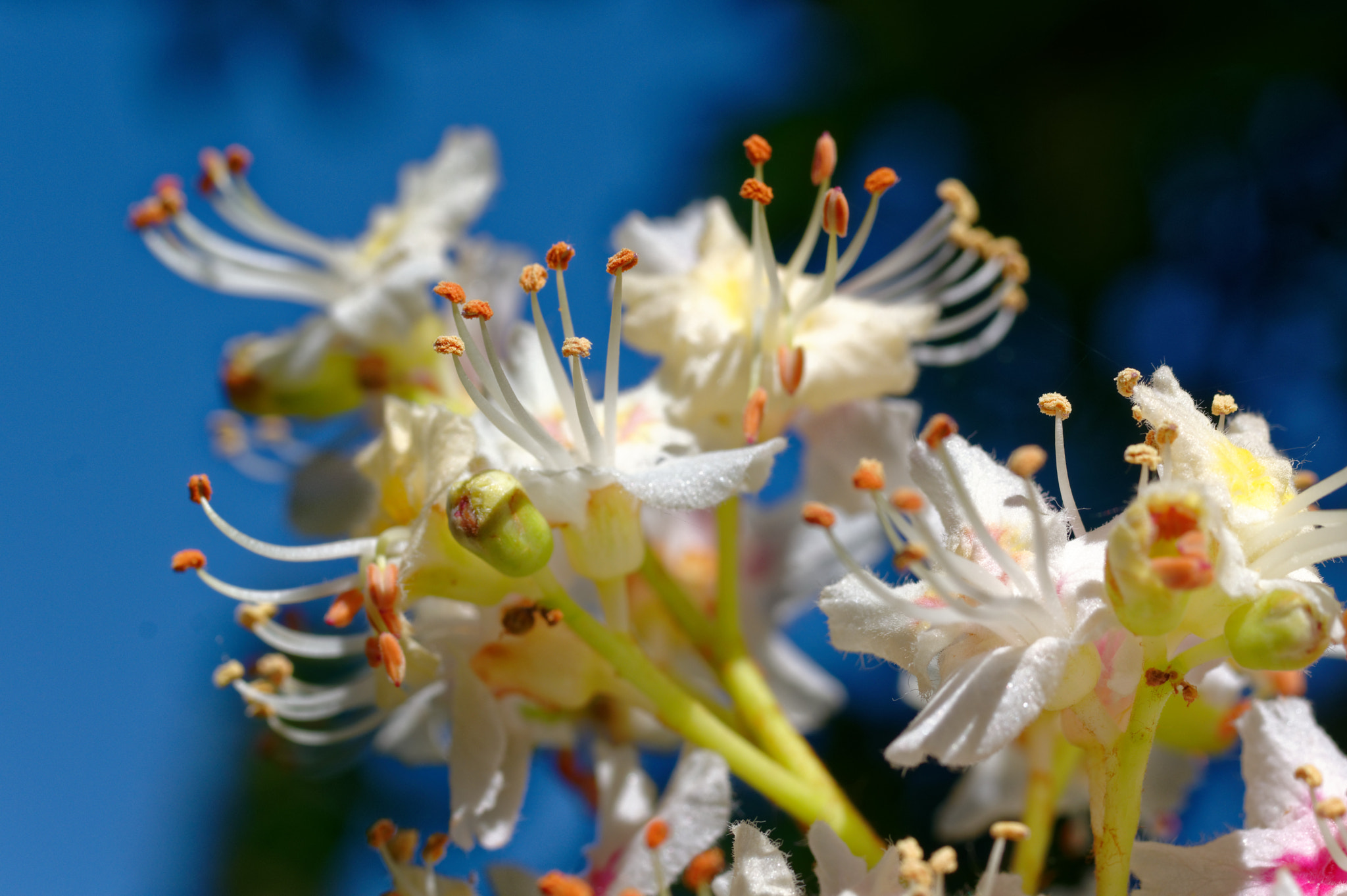 Pentax smc D-FA 50mm F2.8 Macro sample photo. Pentax k3 11 ,50mm macro . horse chestnut. photography