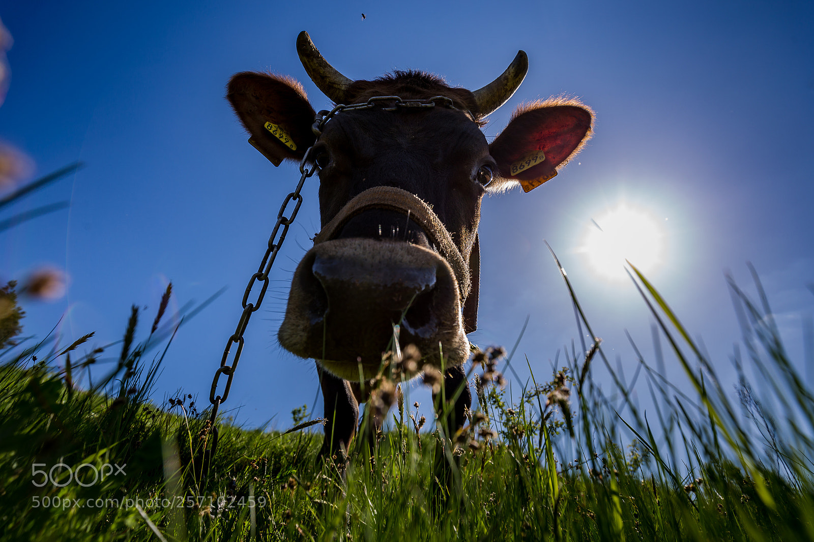 Canon EOS 6D sample photo. Hello gorgeous! photography