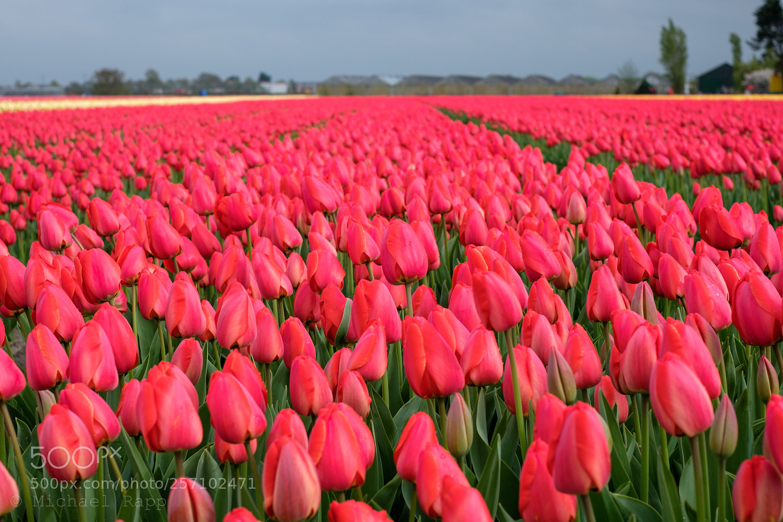 Fujifilm X-T2 sample photo. Red tulips photography