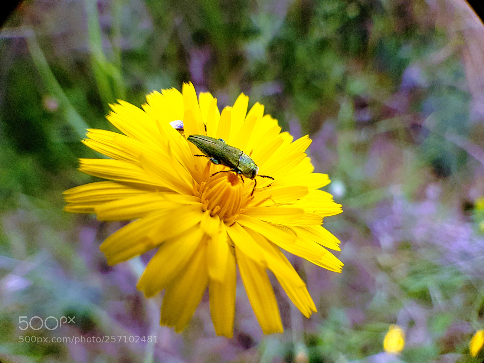 Samsung Galaxy S7 sample photo. Yellow flower photography