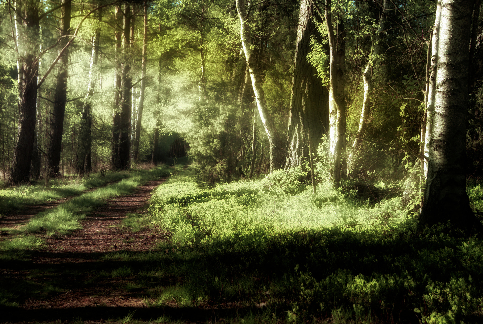 Sony Alpha DSLR-A450 sample photo. Mysterious forest at sunset photography