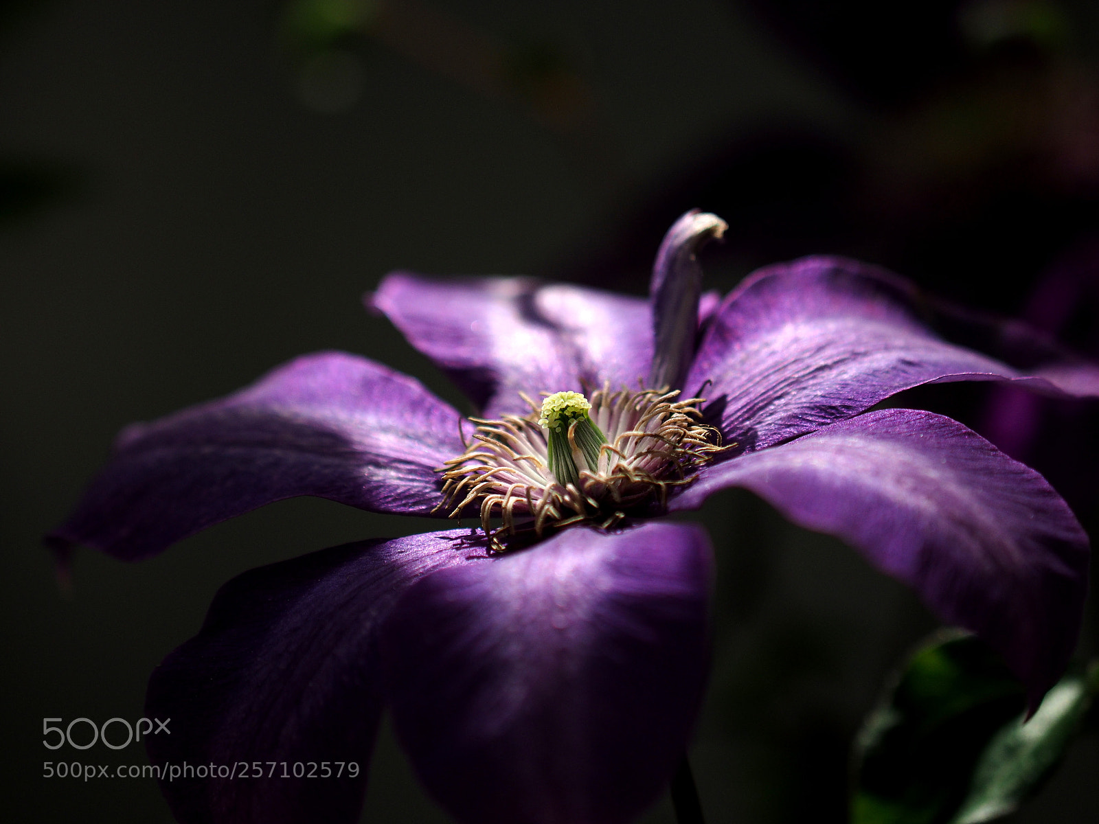 Olympus OM-D E-M1 sample photo. Various types of clematis photography
