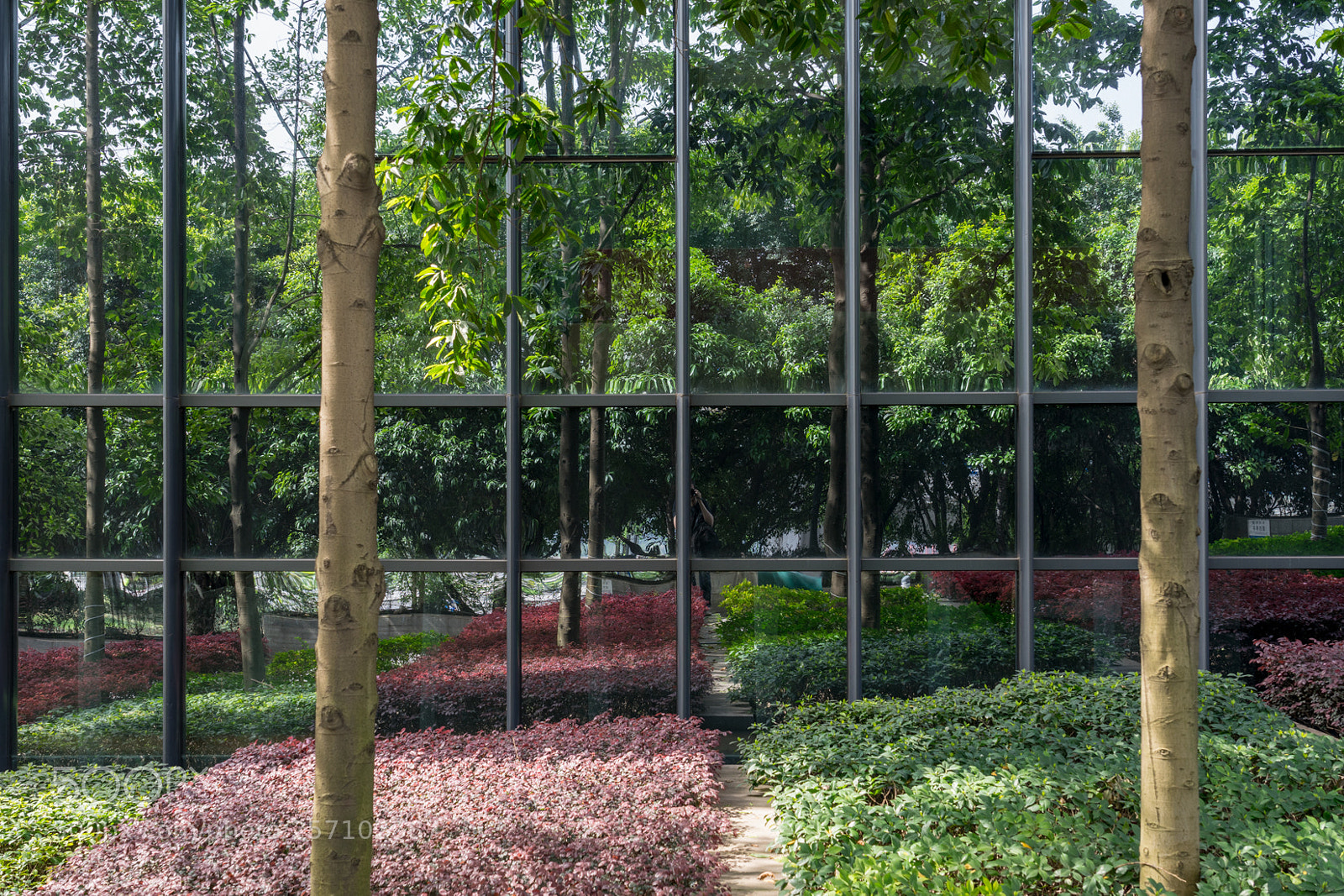 Sony a7 II sample photo. Vegetal reflexion photography